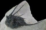 Kettneraspis Trilobite (Long Occipital Horn) - Lghaft, Morocco #98617-4